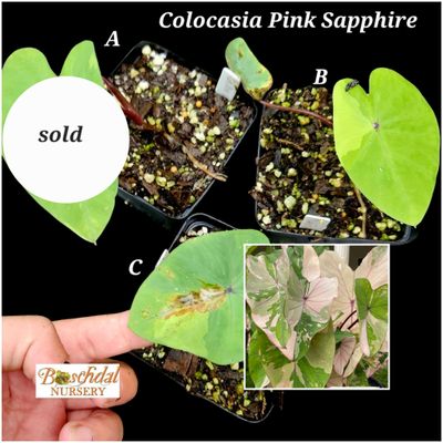 Colocasia Pink Sapphire
