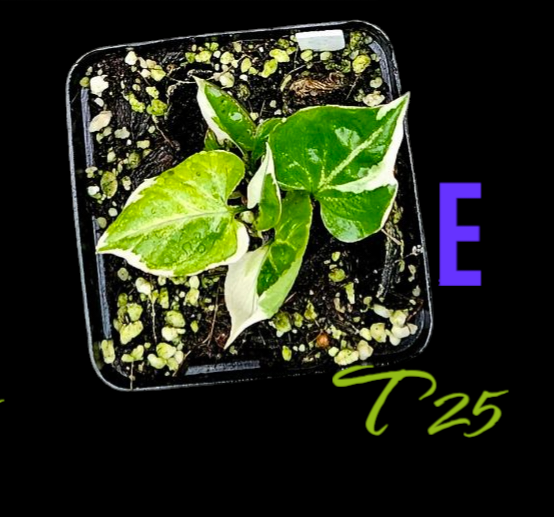 Syngonium T25