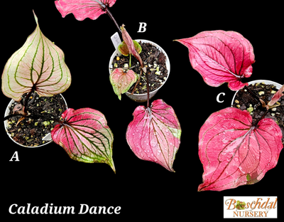 Caladium Dance