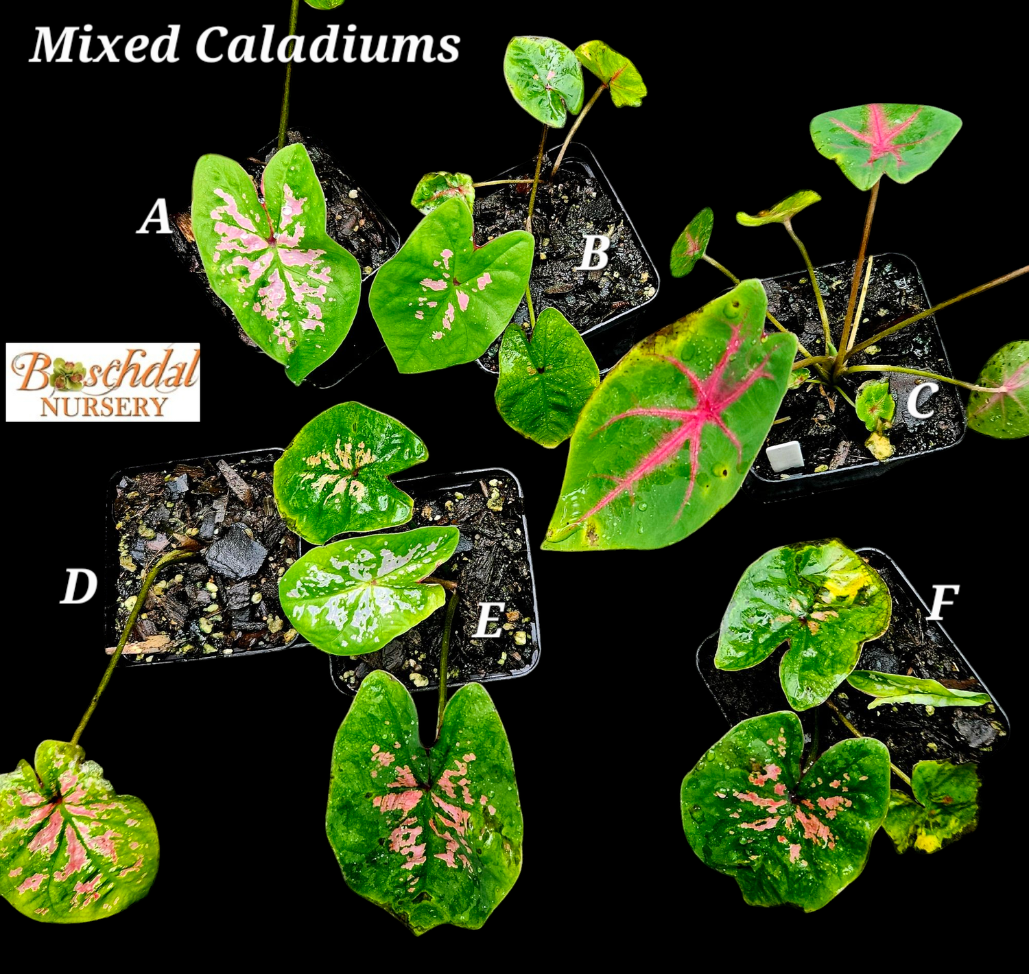 Mixed Caladium (each)