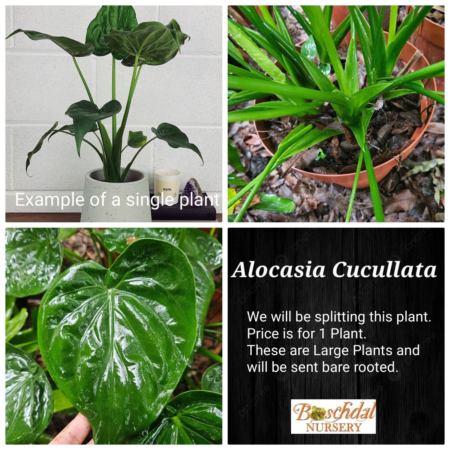 Alocasia Cucullata