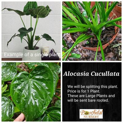 Alocasia Cucullata