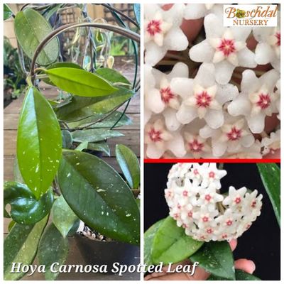 Hoya Carnosa Spotted Leaf