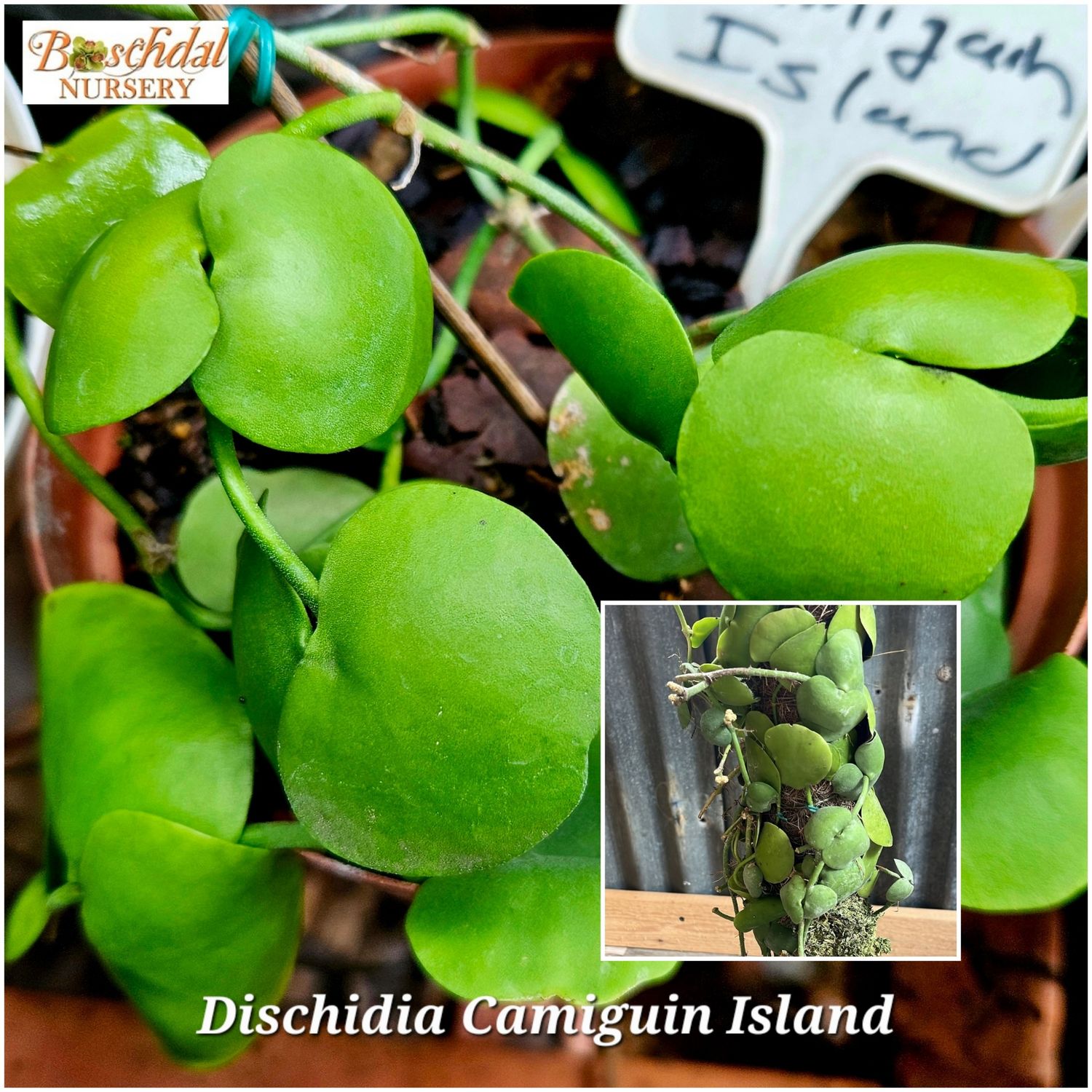 Dischidia Camiguin Island