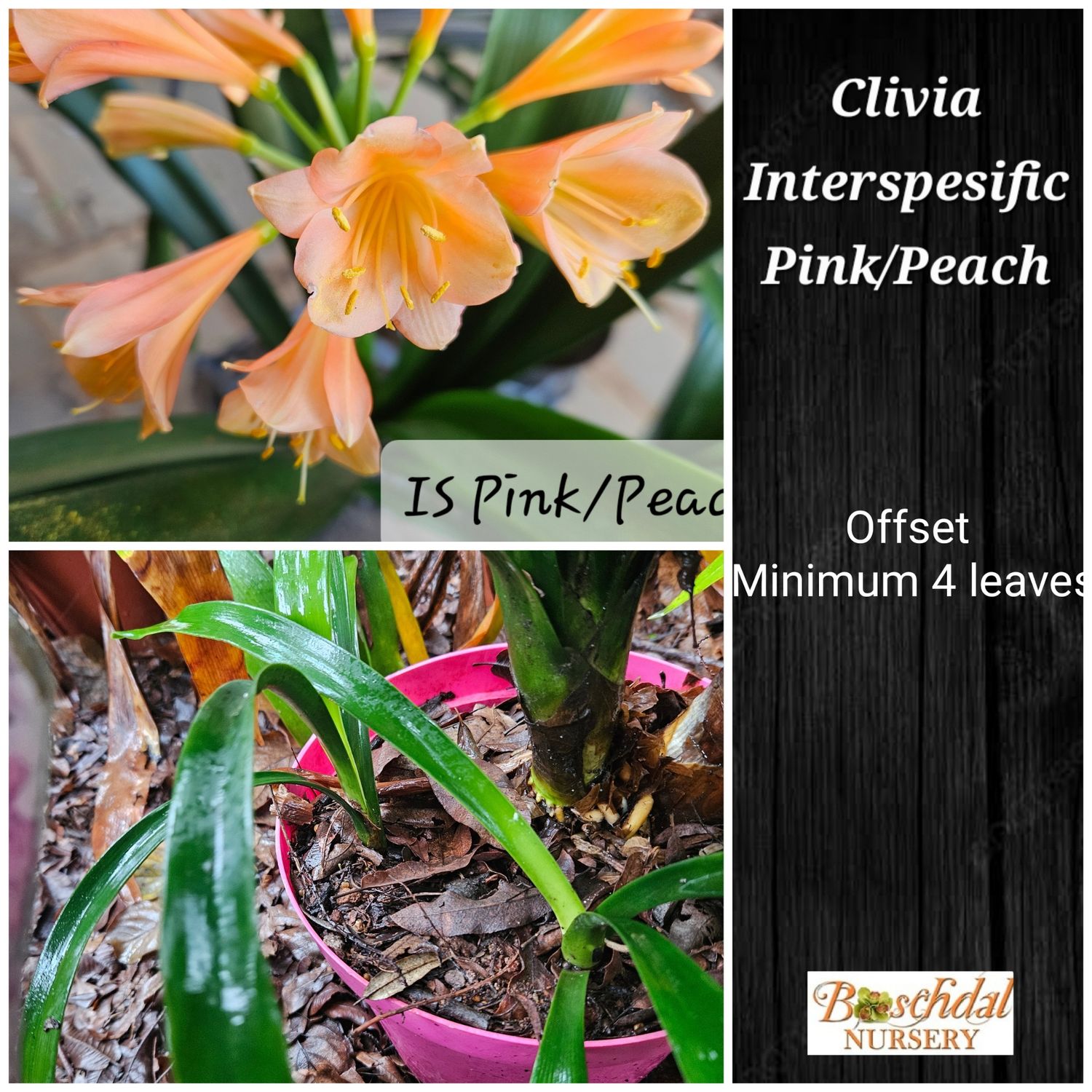 Clivia Pink/Peach Interspecific Offset T Clivia Pink/Peach Interspecific Offset T
