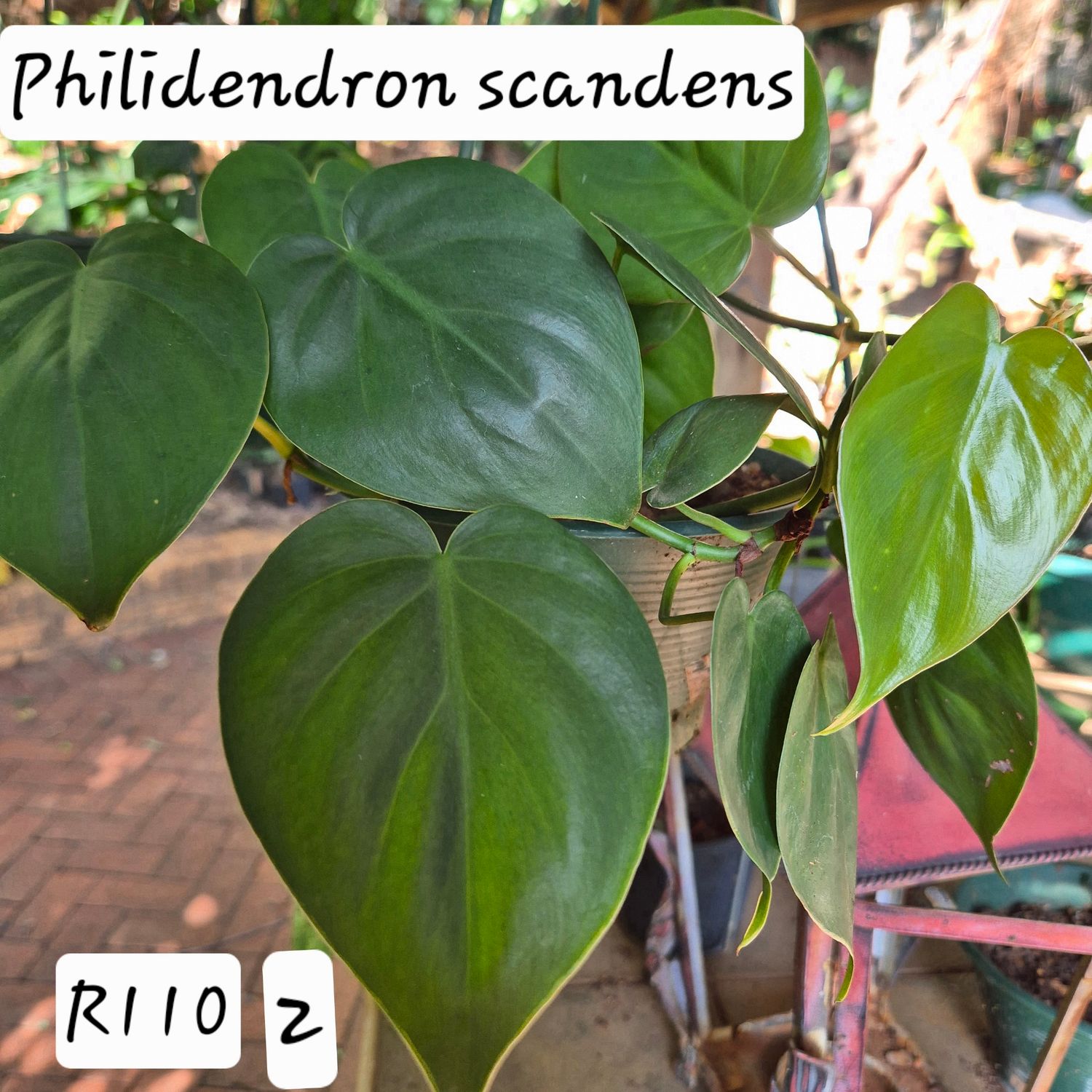 Philidendron scandens green