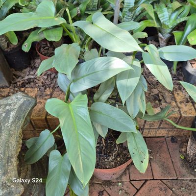 Philodendron Silver sword Large