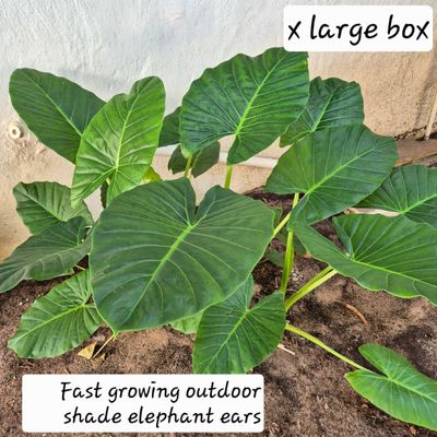 Alocasia Elephant ears Alocasia Elephant ears