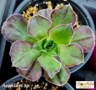 Aeonium SP