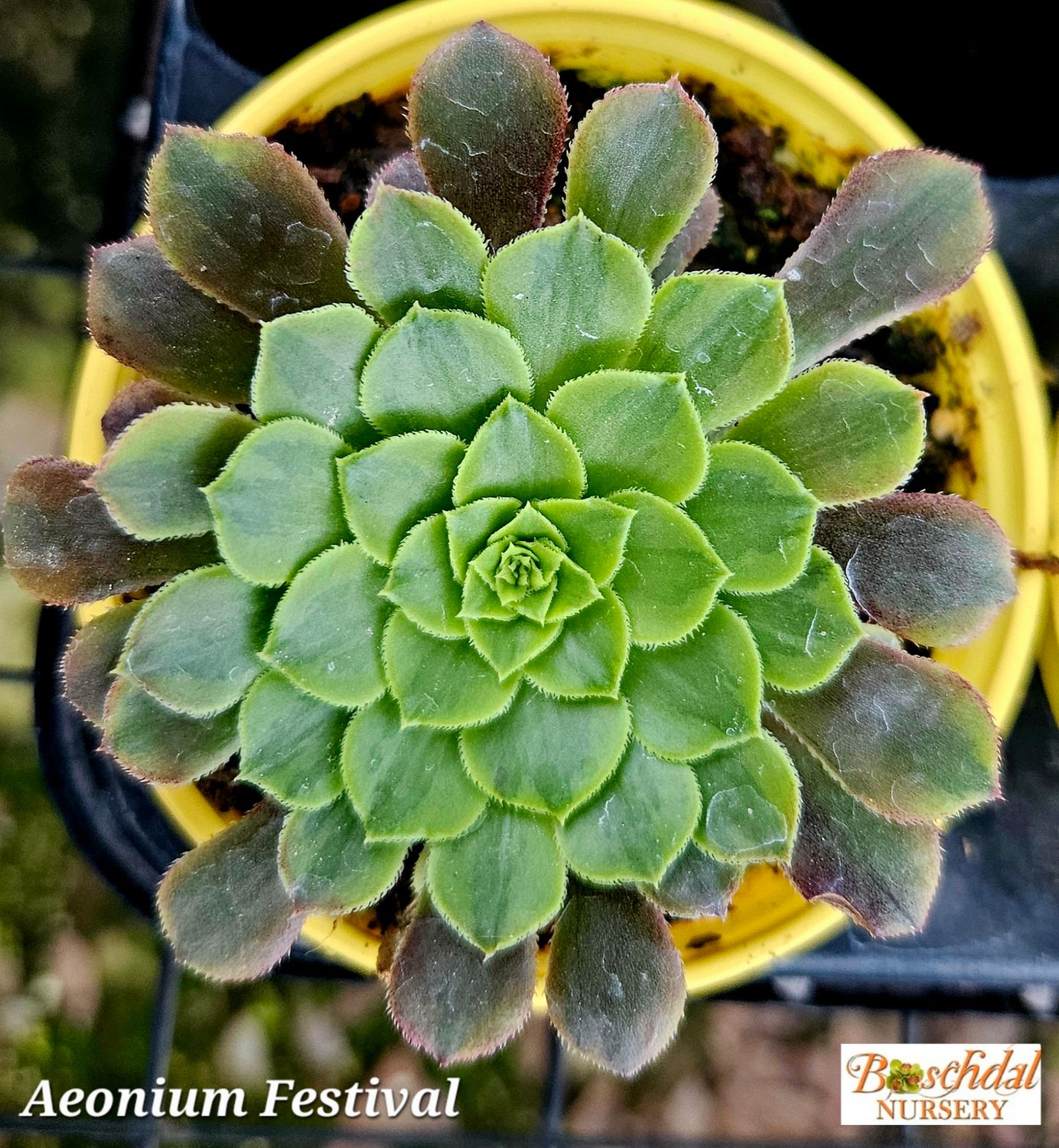 Aeonium Festival