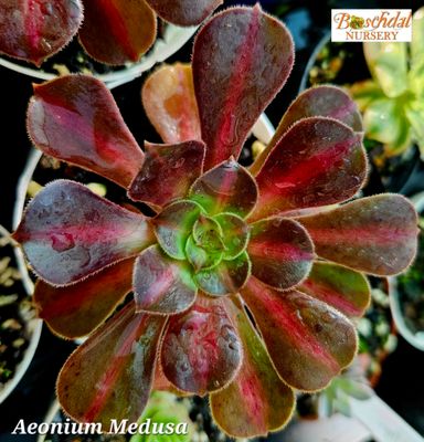 Aeonium Medusa