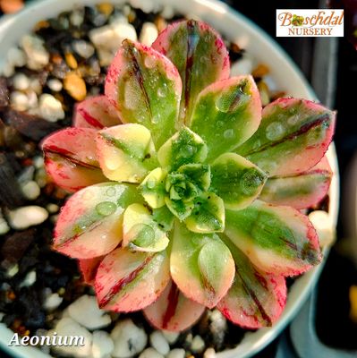 Aeonium Bronze Medal