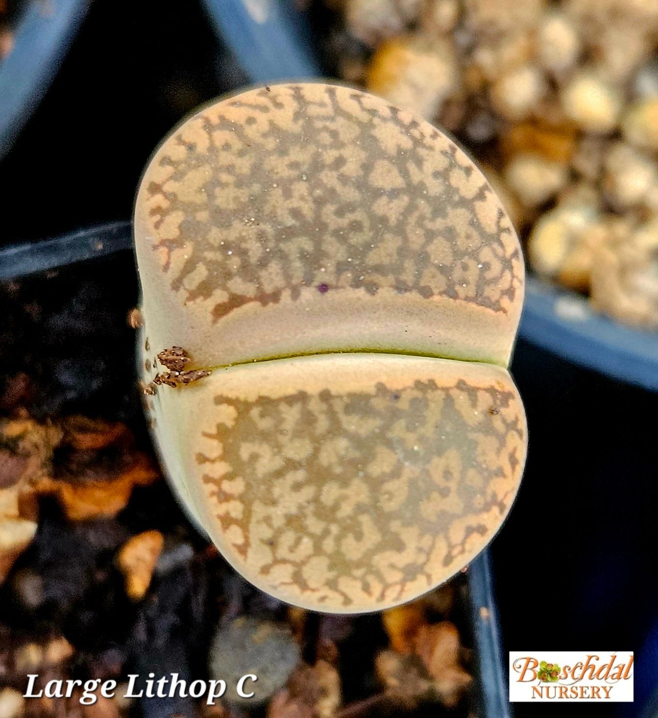Lithop