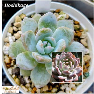 Echeveria Hoshikage