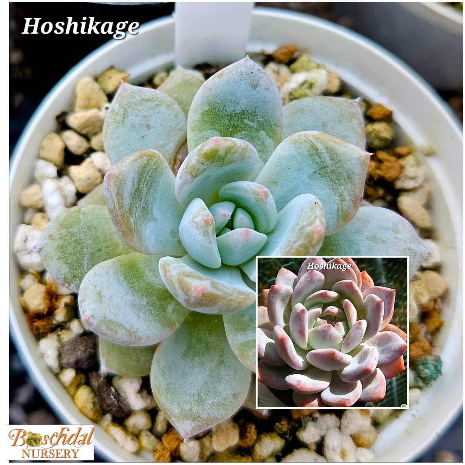 Echeveria Hoshikage