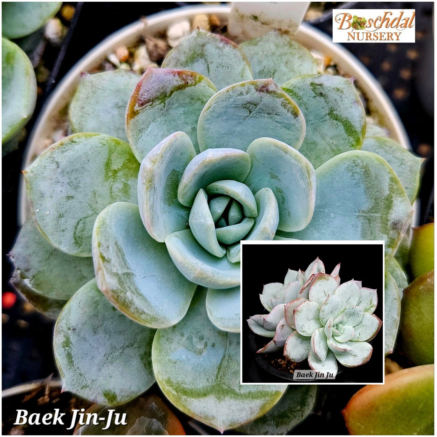 Echeveria Baek Jin-Ju
