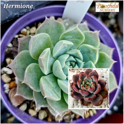 Echeveria Hermione Echeveria Hermione