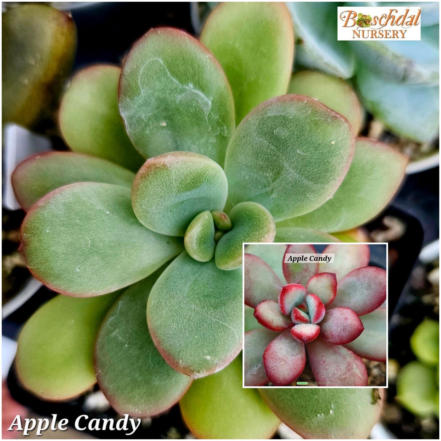 Echeveria Apple Candy