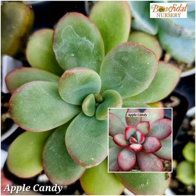 Echeveria Apple Candy