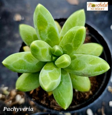 Pachyveria