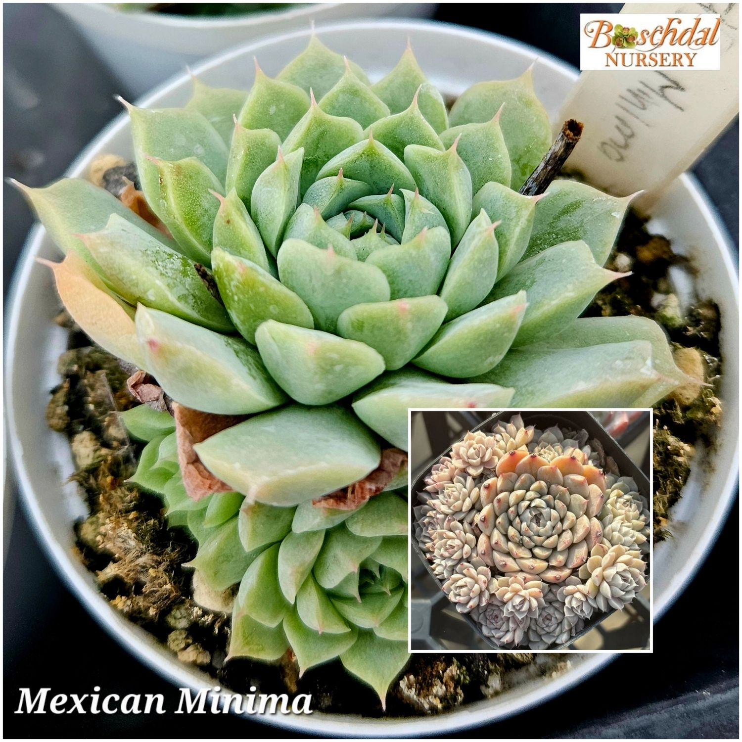Echeveria Mexican Minima