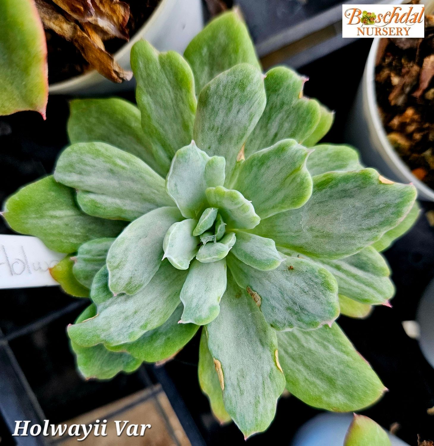 Echeveria Holwayi Variegated