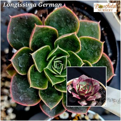 Echeveria Longissima German