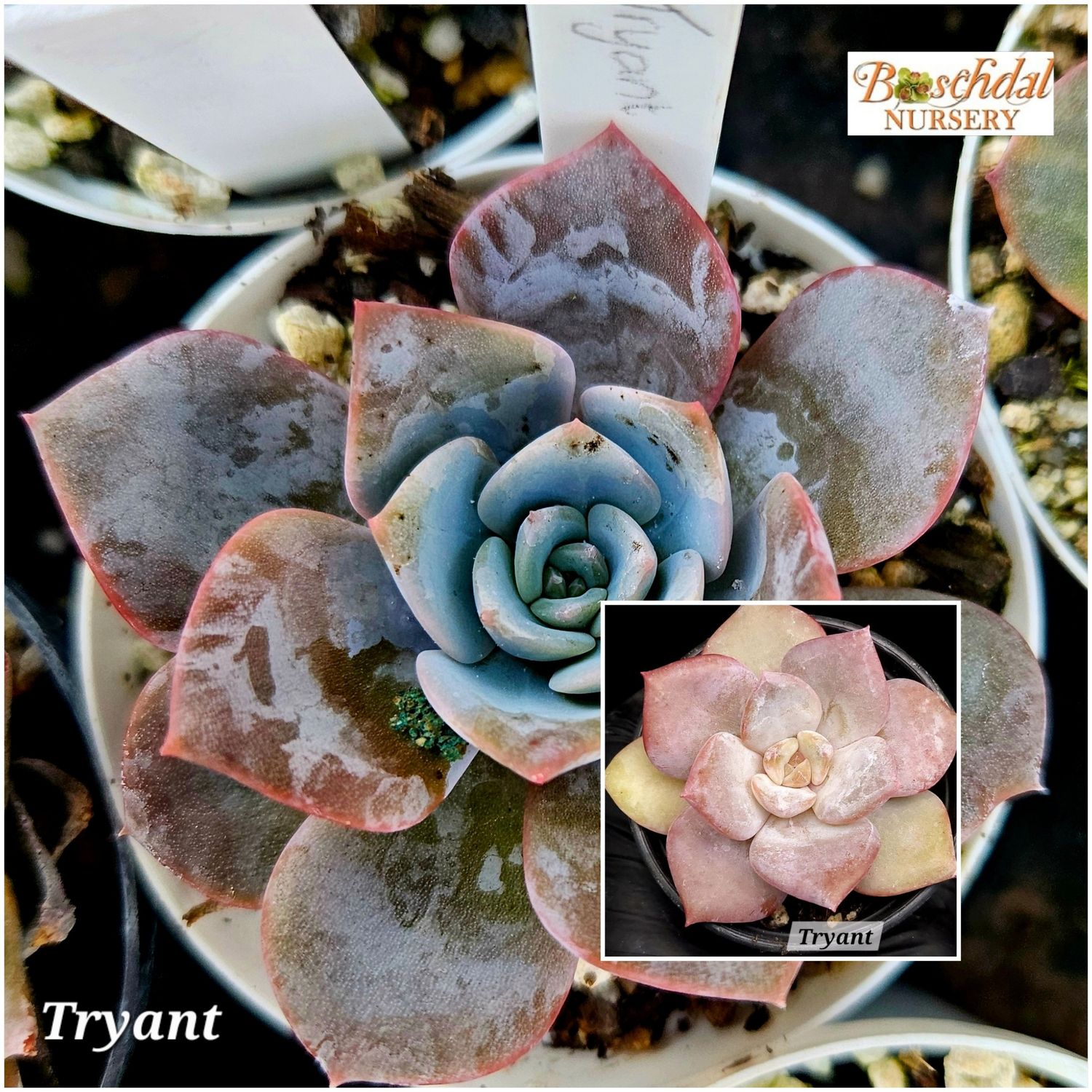 Echeveria Tryant