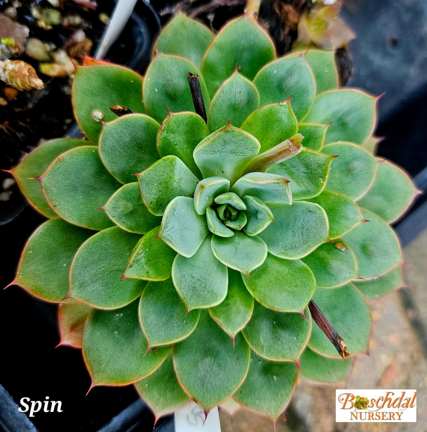 Echeveria Spin Echeveria Spin