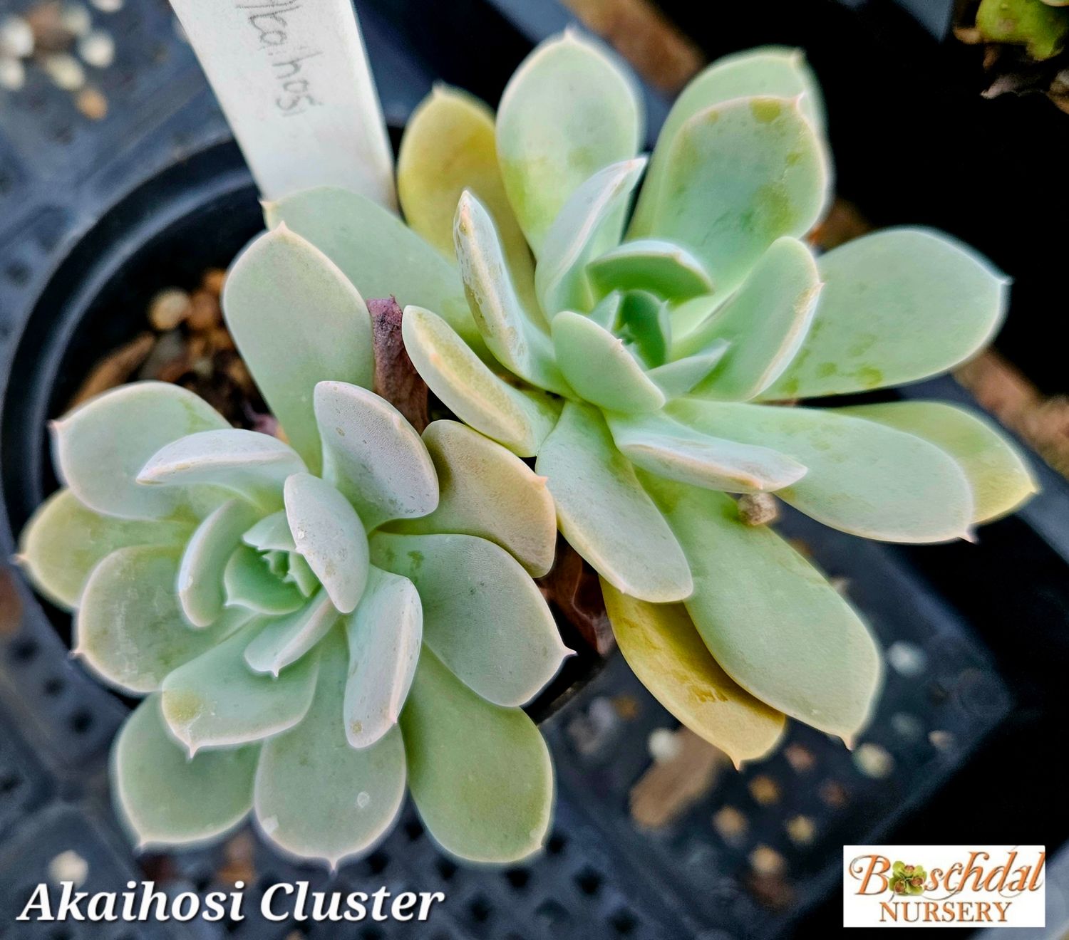 Echeveria Akaihosi