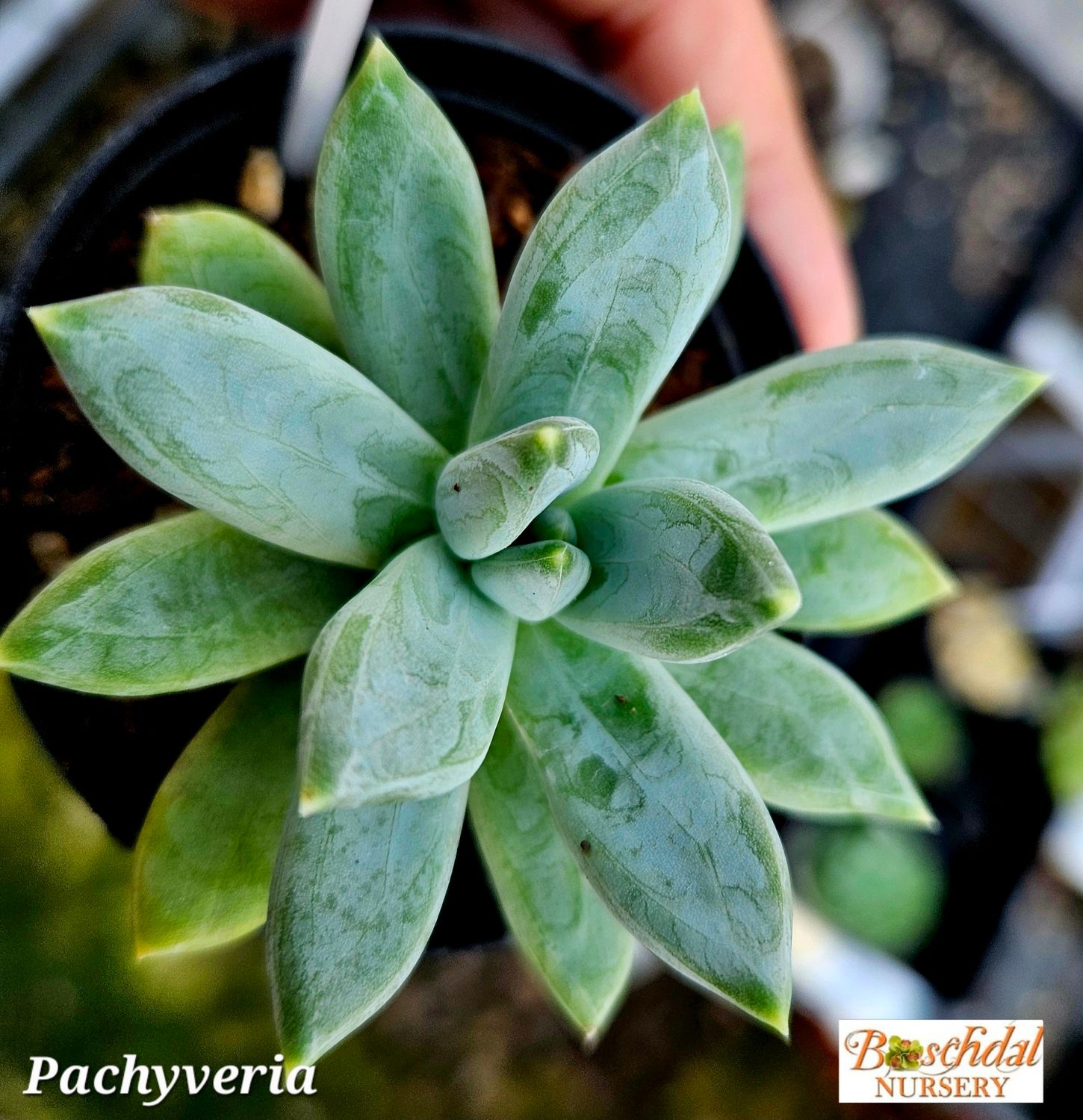 Pachyveria