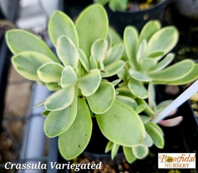 Crassula Variegated cluster