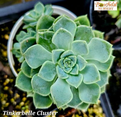 Echeveria Tinkerbelle Cluster