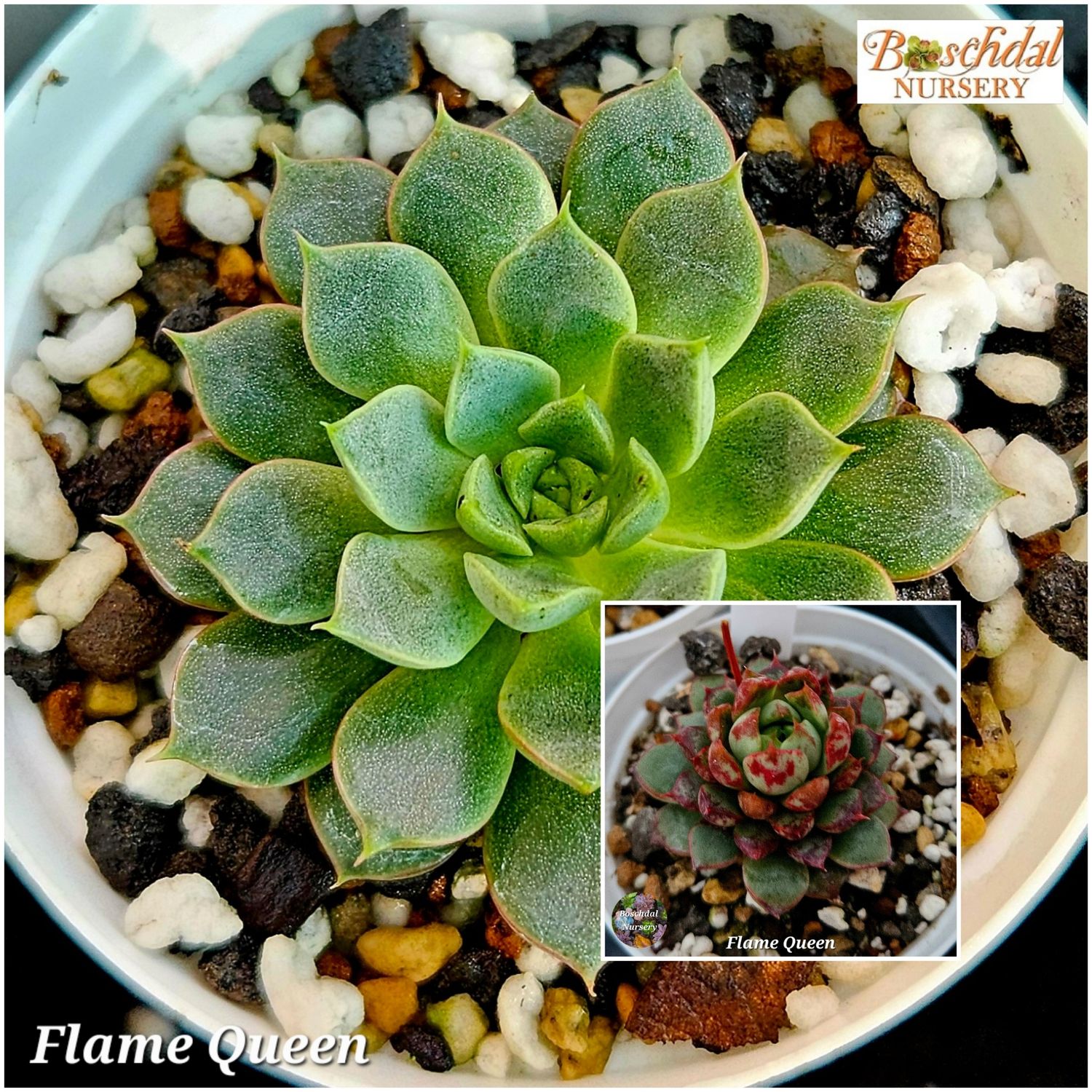 Echeveria Flame Queen