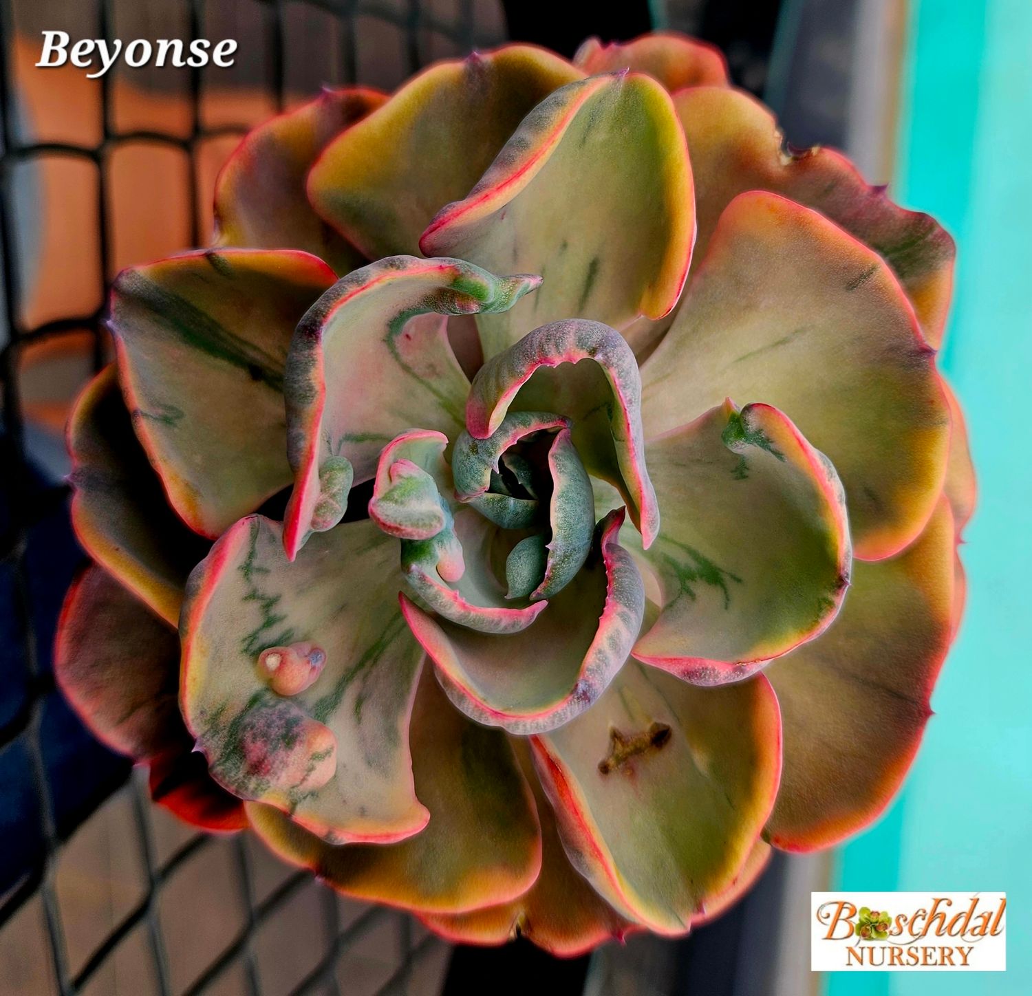 Echeveria Beyonse