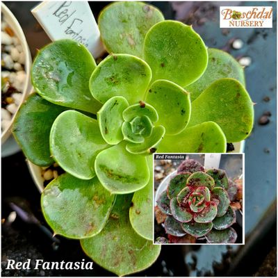 Echeveria Red Fantasia
