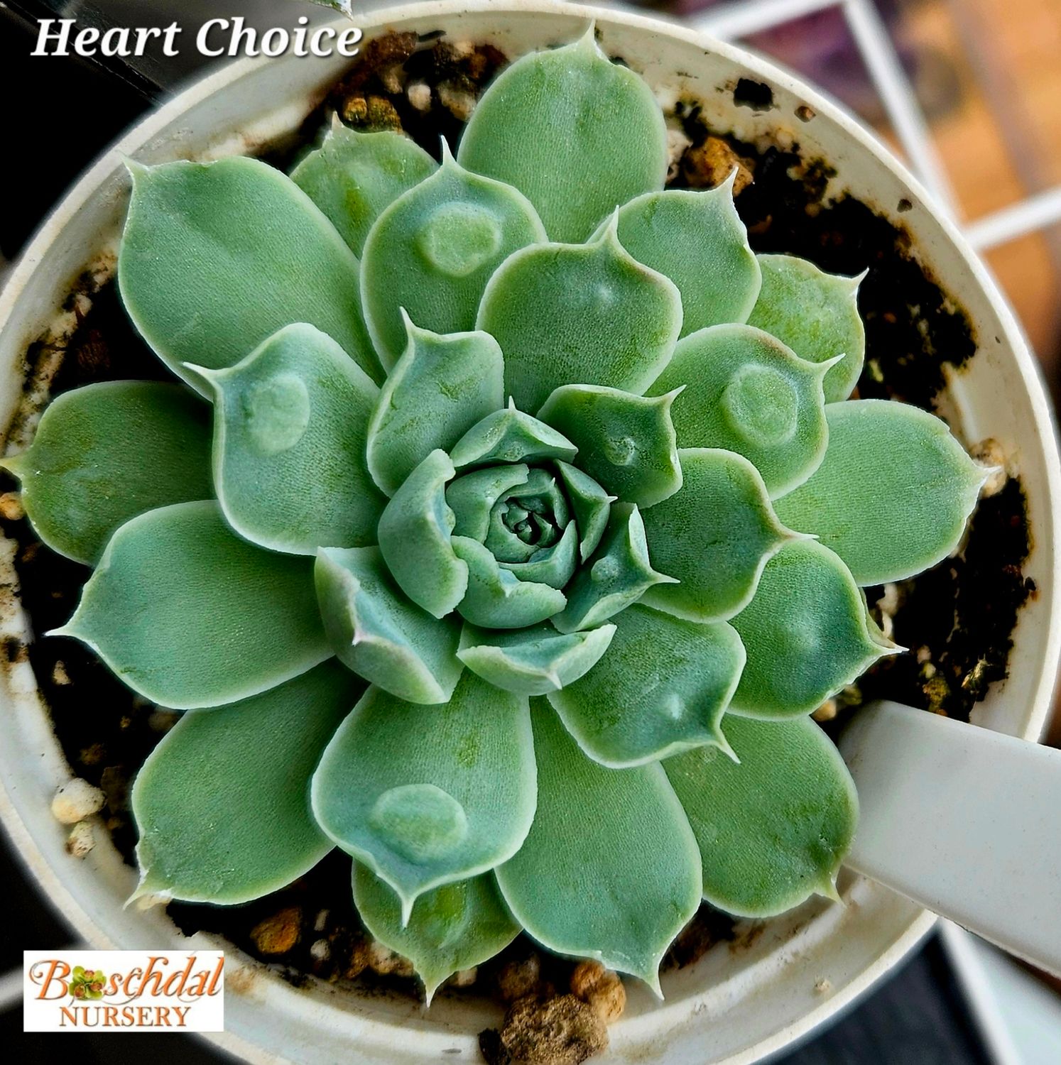 Echeveria Heart Choice