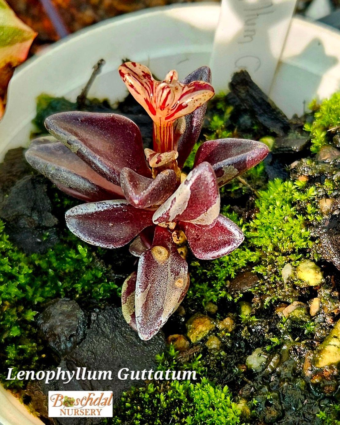 Lenophyllum Guttatum Lenophyllum Guttatum