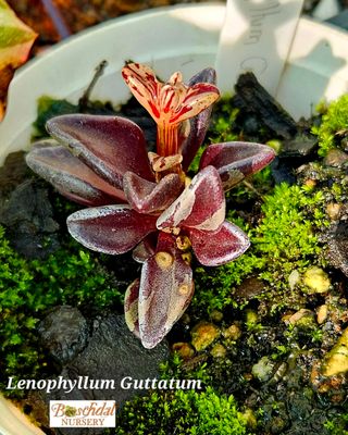 Lenophyllum Guttatum