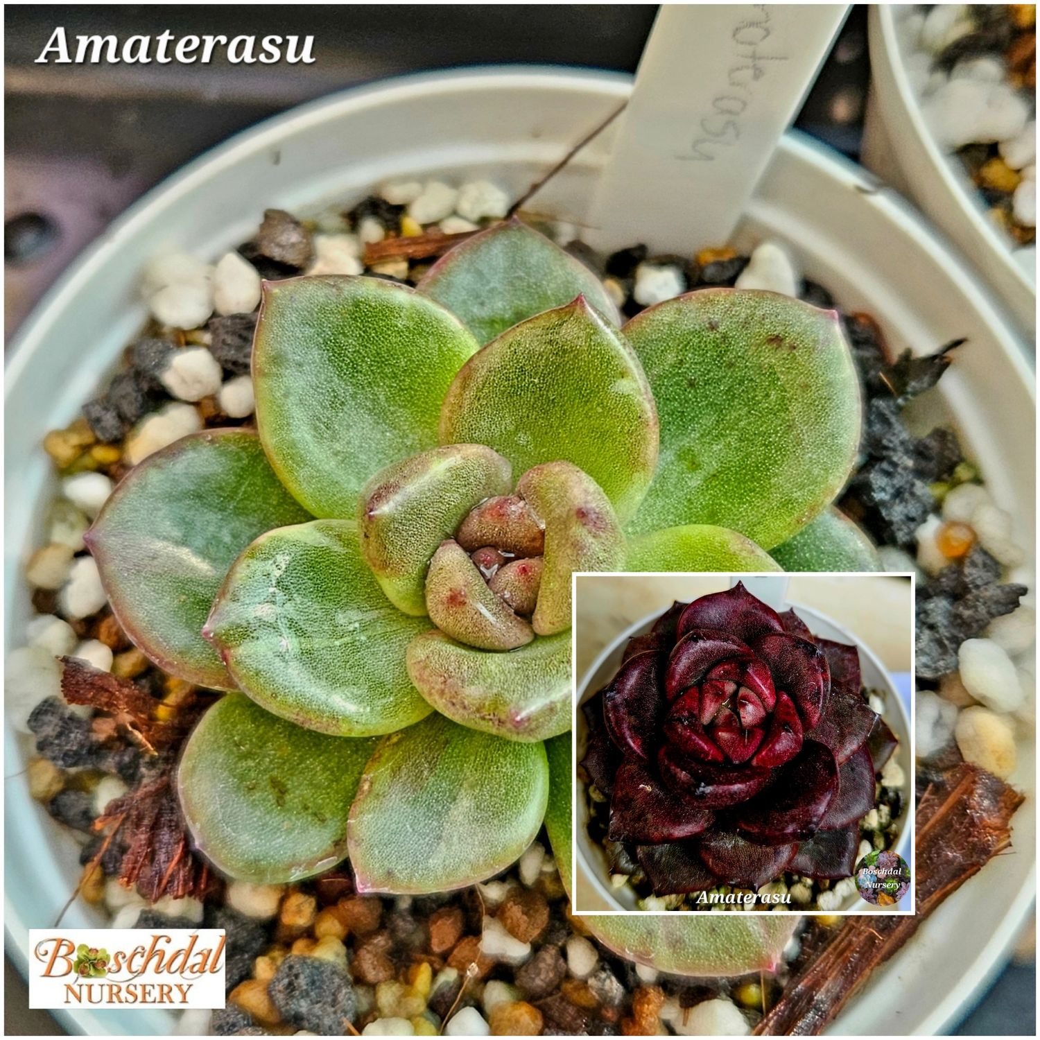 Echeveria Ameterasu