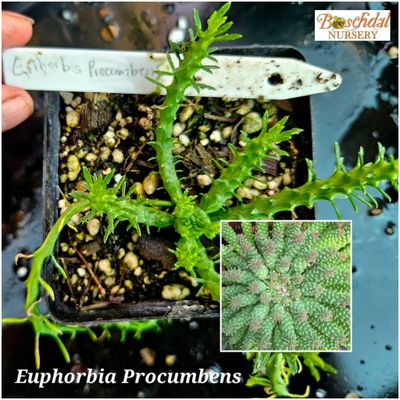 Euphorbia Procunbens