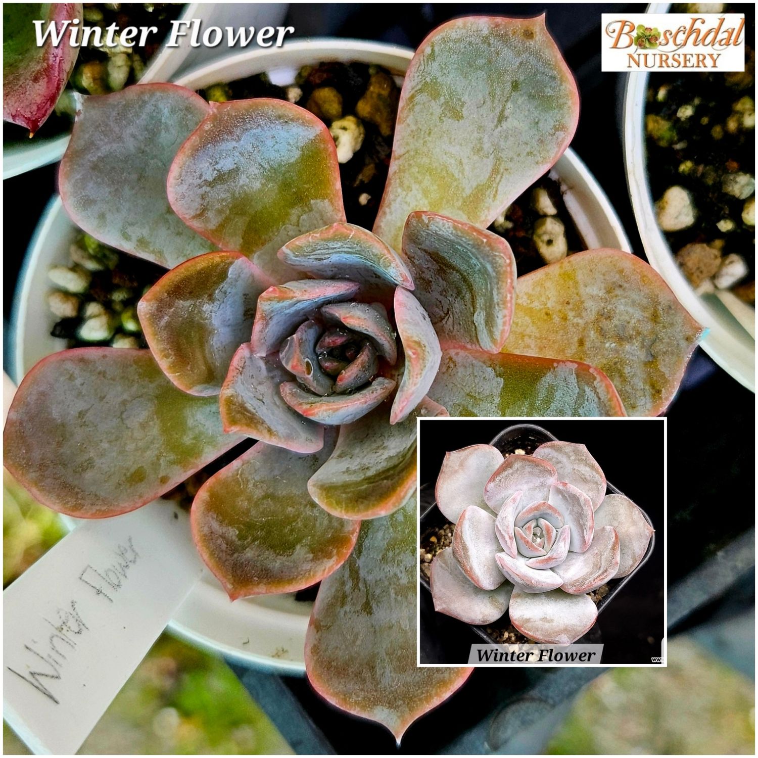 Echeveria Winter Flower