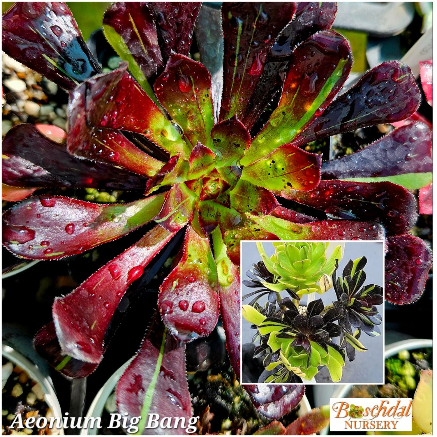 Aeonium Big Bang