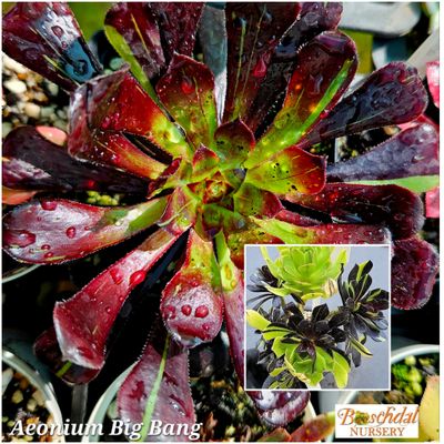 Aeonium Big Bang