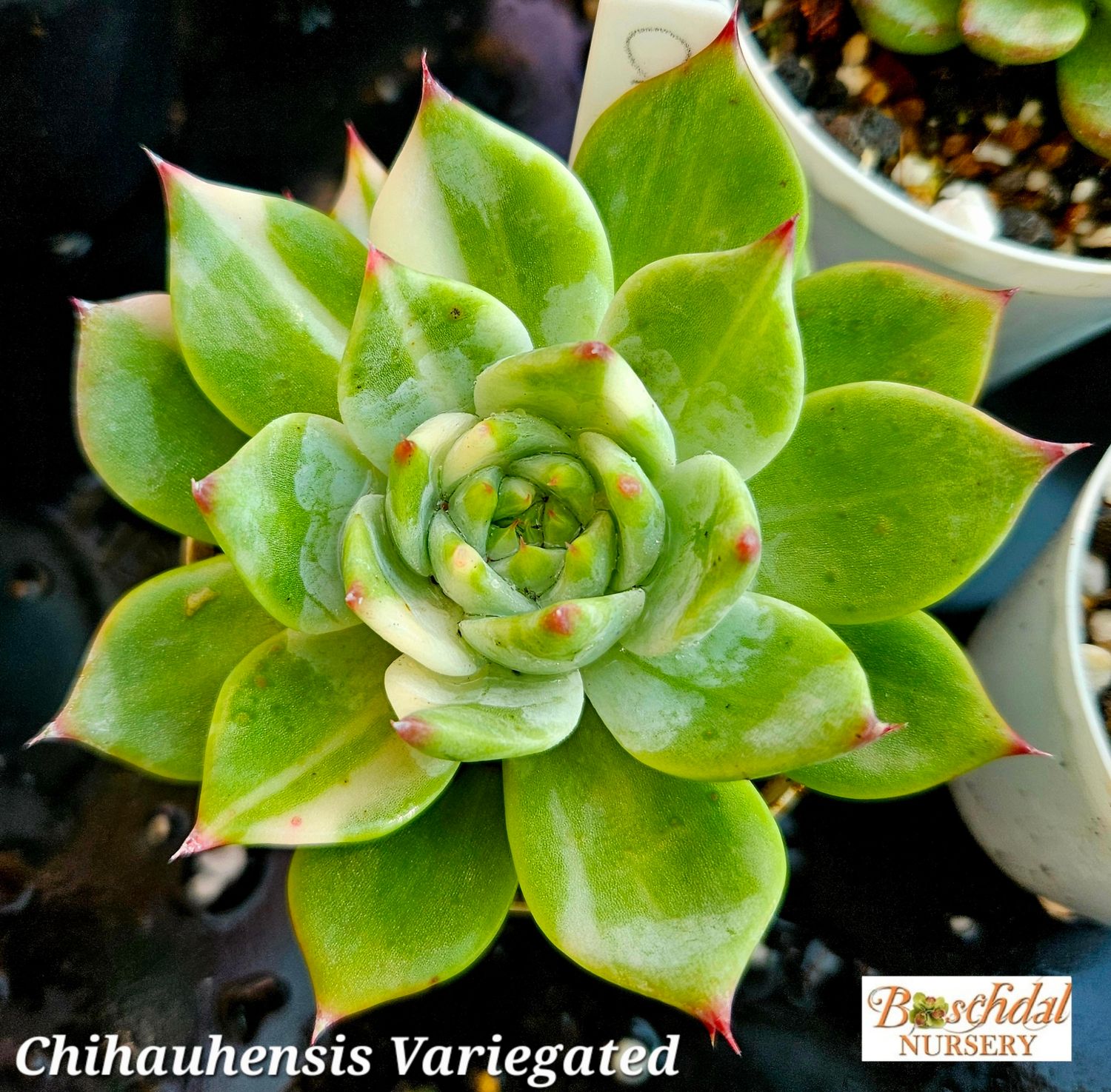 Echeveria Chihauhauhensis Variegated