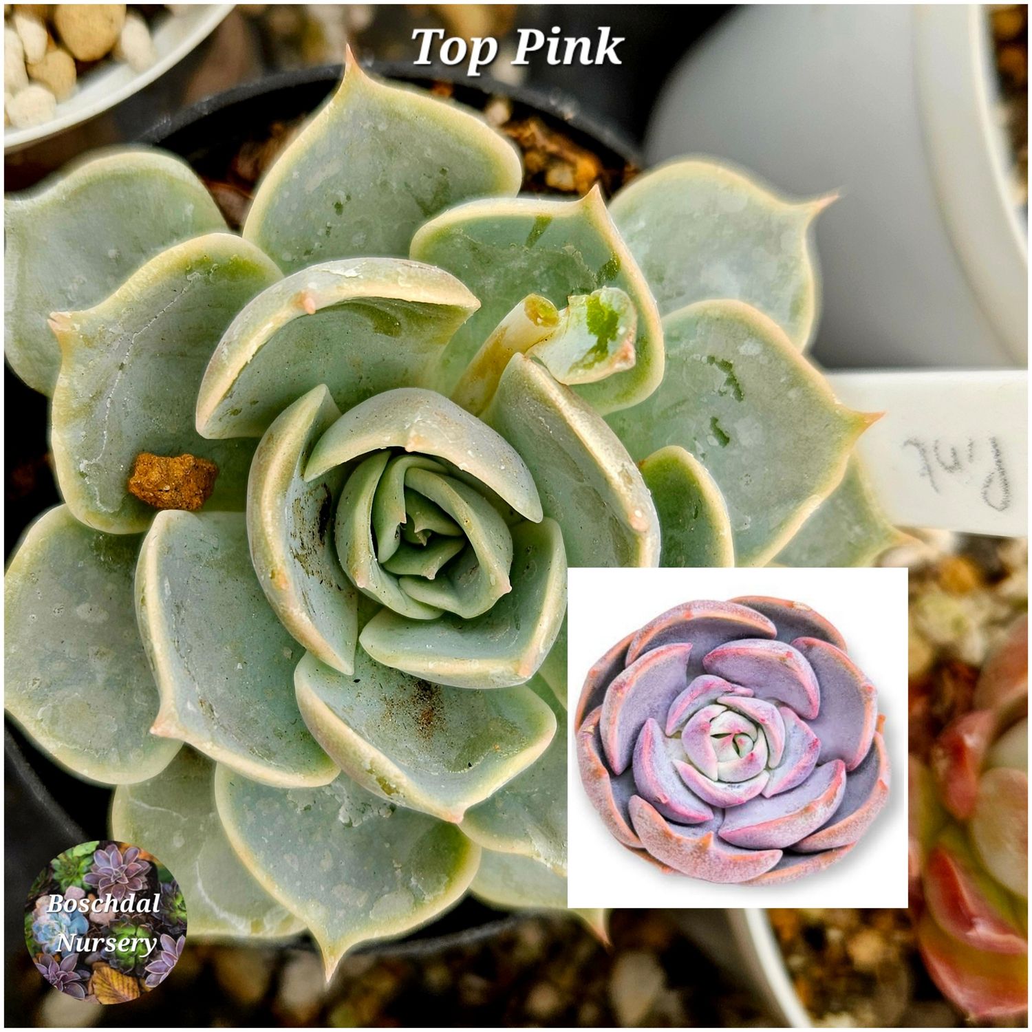 Echeveria Top Pink