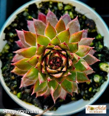Sempervivum