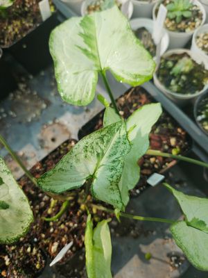 Syngonium Majesty