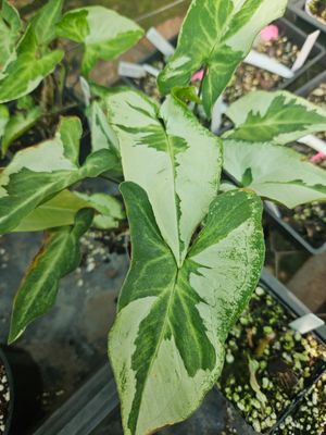 Syngonium Majesty