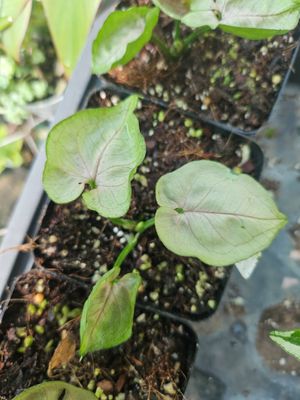 Syngonium Roxanna